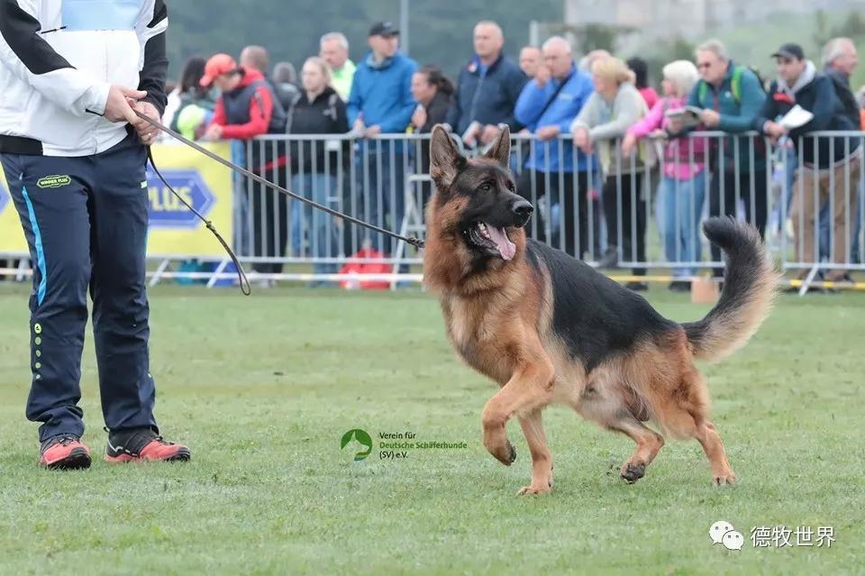 KAIYUN SPORTS-德国队教练压力巨大！，Karsa遭遇十五持续失利赛场气氛高涨(美籍教练伯纳德视频外网)